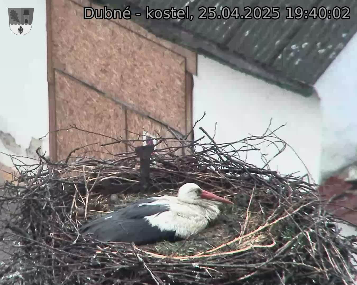 Capi_Dubne_20250425_194002.jpg (1350 x 1080)
