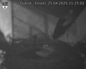 Capi_Dubne_20250425_212502.jpg (1350 x 1080)