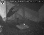 Capi_Dubne_20250425_220003.jpg