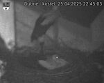 Capi_Dubne_20250425_224503.jpg