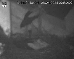 Capi_Dubne_20250425_225002.jpg (1350 x 1080)