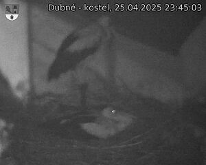 Capi_Dubne_20250425_234503.jpg (1350 x 1080)