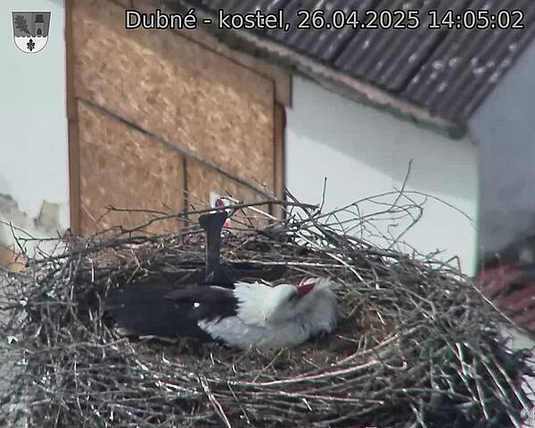 Capi_Dubne_20250426_140502.jpg (1350 x 1080)