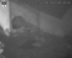 Capi_Dubne_20250427_001002.jpg (1350 x 1080)