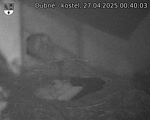 Capi_Dubne_20250427_004003.jpg