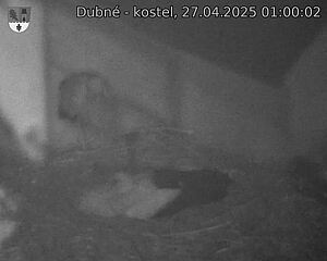 Capi_Dubne_20250427_010002.jpg (1350 x 1080)