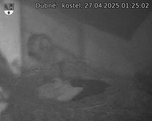Capi_Dubne_20250427_012502.jpg (1350 x 1080)
