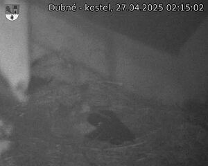 Capi_Dubne_20250427_021502.jpg (1350 x 1080)
