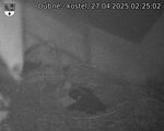 Capi_Dubne_20250427_022502.jpg