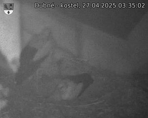 Capi_Dubne_20250427_033502.jpg (1350 x 1080)
