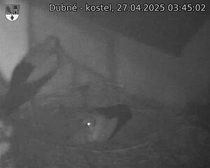 Capi_Dubne_20250427_034502.jpg (1350 x 1080)