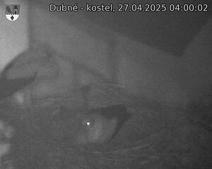 Capi_Dubne_20250427_040003.jpg (1350 x 1080)