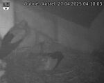 Capi_Dubne_20250427_041003.jpg