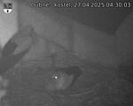 Capi_Dubne_20250427_043003.jpg