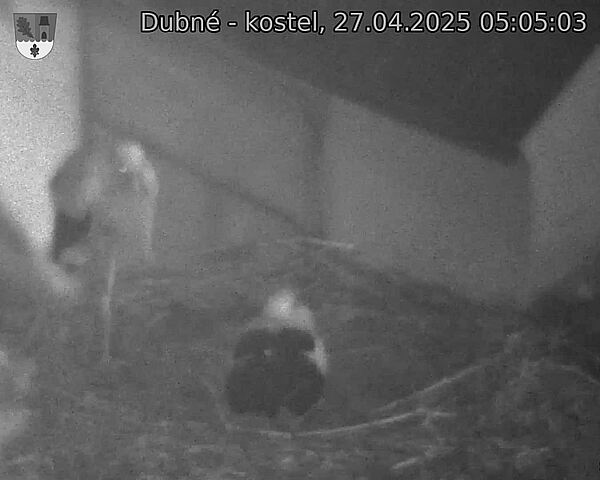 Capi_Dubne_20250427_050503.jpg (1350 x 1080)