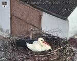 Capi_Dubne_20250427_053503.jpg