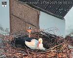 Capi_Dubne_20250427_060003.jpg