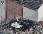 Capi_Dubne_20250427_064003.jpg