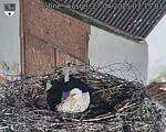 Capi_Dubne_20250427_071503.jpg