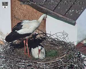 Capi_Dubne_20250427_095003.jpg (1350 x 1080)