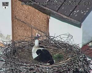 Capi_Dubne_20250427_103003.jpg (1350 x 1080)