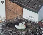 Capi_Dubne_20250427_104503.jpg