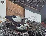 Capi_Dubne_20250427_123502.jpg