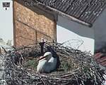 Capi_Dubne_20250427_135503.jpg