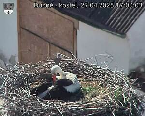 Capi_Dubne_20250427_170003.jpg (1350 x 1080)