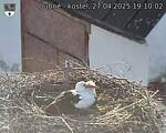 Capi_Dubne_20250427_191002.jpg