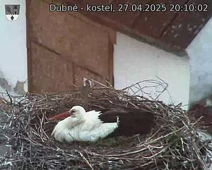 Capi_Dubne_20250427_201002.jpg (1350 x 1080)