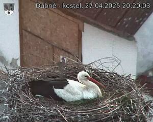 Capi_Dubne_20250427_202003.jpg (1350 x 1080)