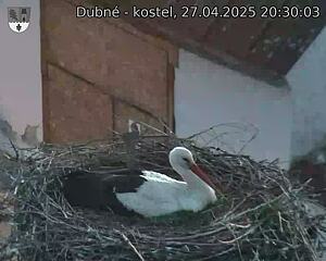 Capi_Dubne_20250427_203003.jpg (1350 x 1080)