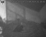 Capi_Dubne_20250427_212002.jpg