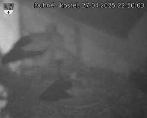 Capi_Dubne_20250427_225003.jpg (1350 x 1080)