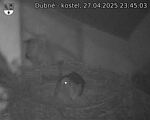 Capi_Dubne_20250427_234503.jpg