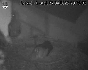 Capi_Dubne_20250427_235502.jpg (1350 x 1080)