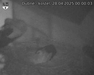 Capi_Dubne_20250428_000003.jpg (1350 x 1080)