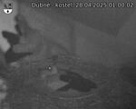 Capi_Dubne_20250428_010002.jpg