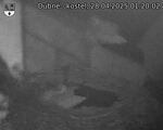 Capi_Dubne_20250428_012002.jpg
