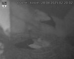 Capi_Dubne_20250428_022002.jpg