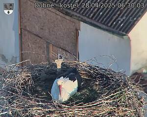 Capi_Dubne_20250428_063003.jpg (1350 x 1080)