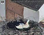 Capi_Dubne_20250428_070503.jpg