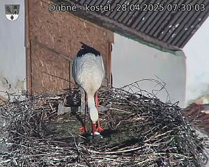 Capi_Dubne_20250428_073003.jpg (1350 x 1080)