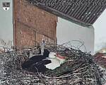 Capi_Dubne_20250428_073503.jpg