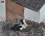 Capi_Dubne_20250428_080503.jpg