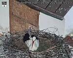 Capi_Dubne_20250428_085503.jpg