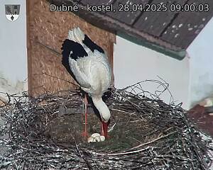 Capi_Dubne_20250428_090003.jpg (1350 x 1080)