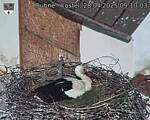 Capi_Dubne_20250428_091003.jpg