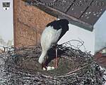 Capi_Dubne_20250428_100003.jpg